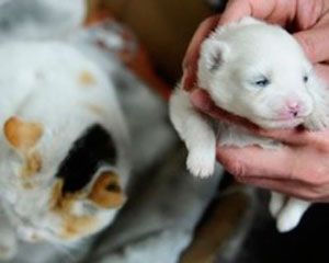 ����� ������ �����